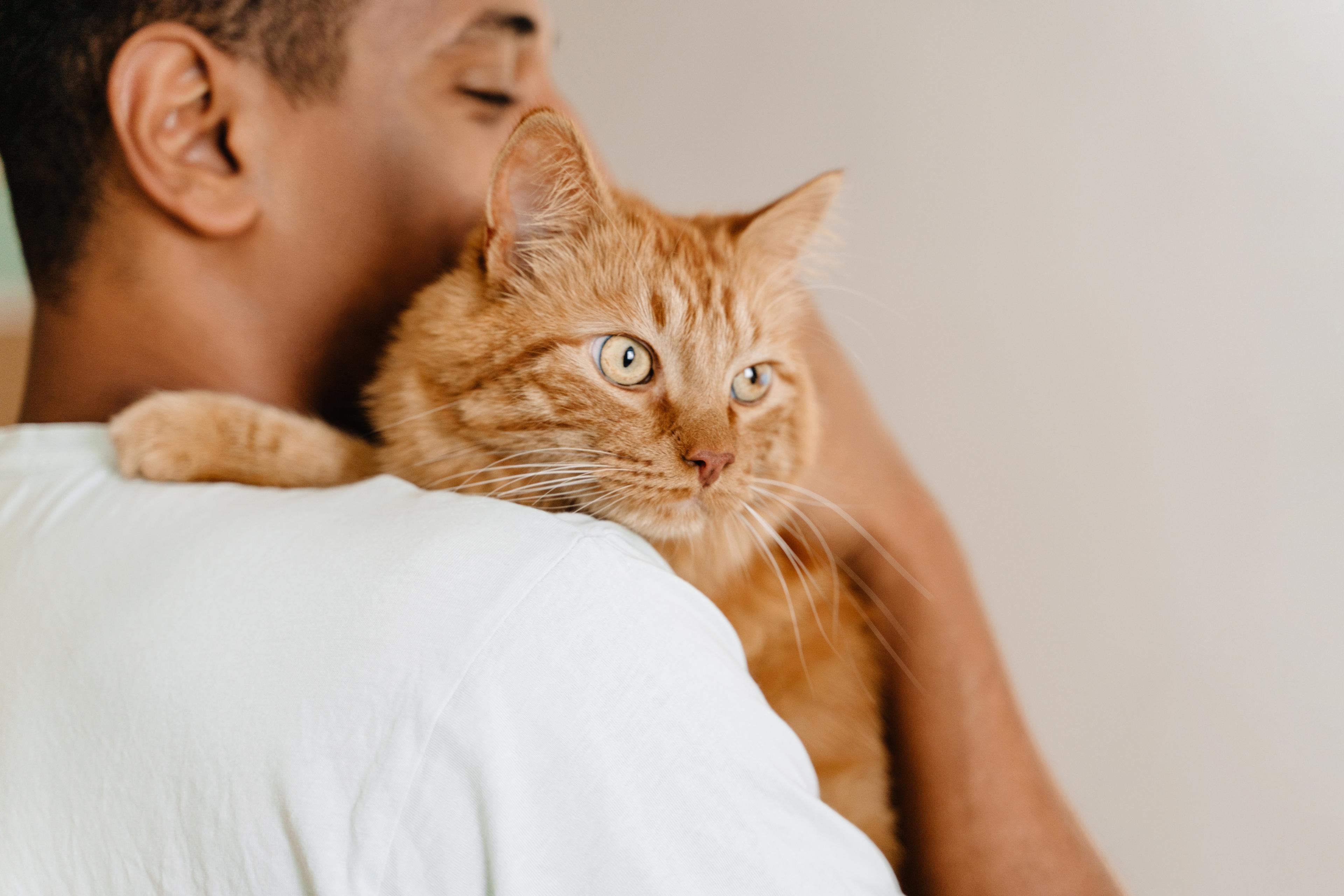 Image of a cat.